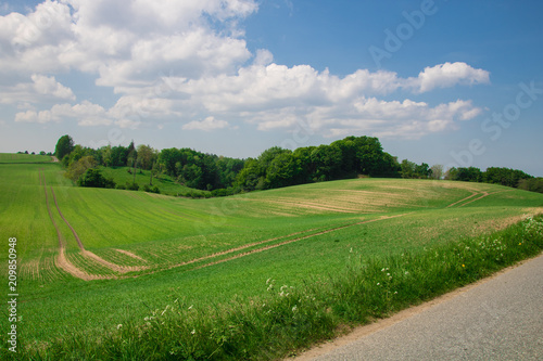 Field in the summer