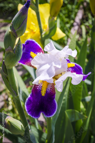 Fototapeta Naklejka Na Ścianę i Meble -  purple irises blooming in the garden