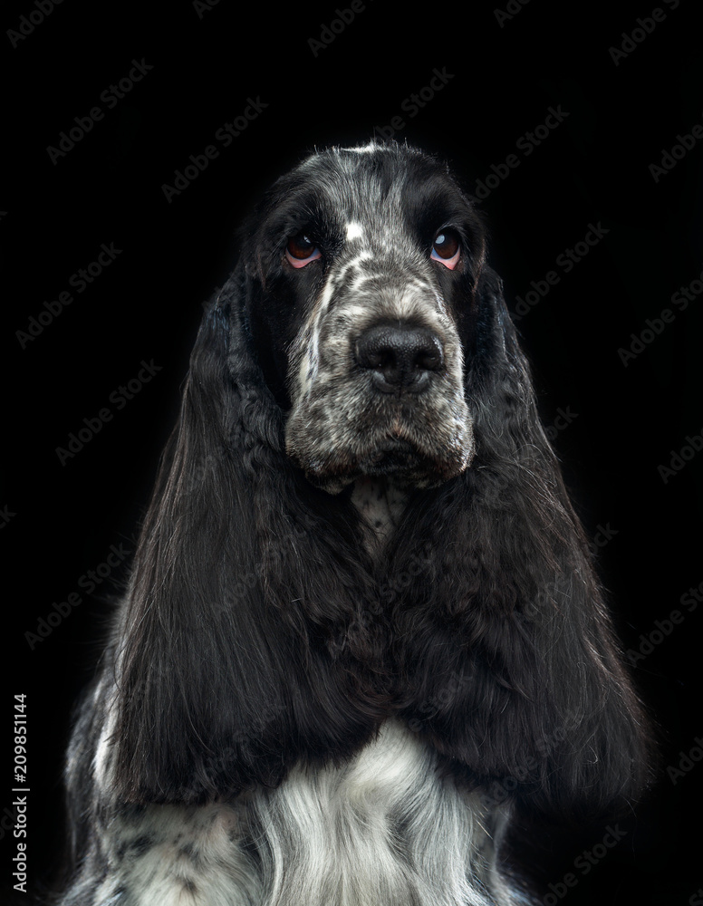 English cocker spaniel Dog  Isolated  on Black Background in studio