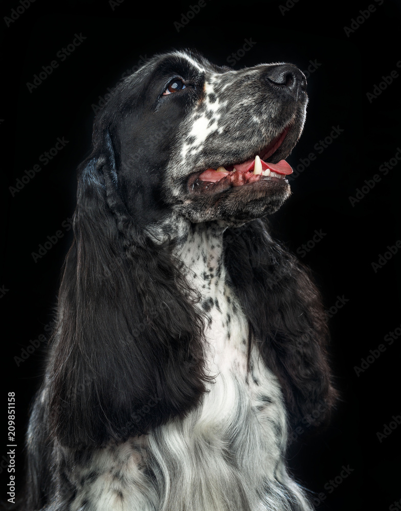 English cocker spaniel Dog  Isolated  on Black Background in studio
