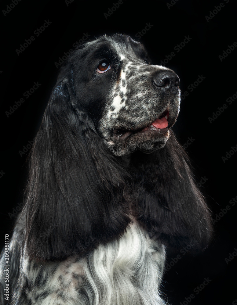 English cocker spaniel Dog  Isolated  on Black Background in studio
