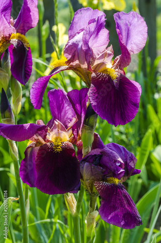 Fototapeta Naklejka Na Ścianę i Meble -  purple irises blooming in the garden
