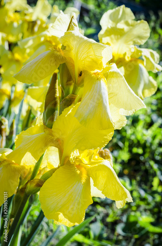 Fototapeta Naklejka Na Ścianę i Meble -  yellow irises in the garden