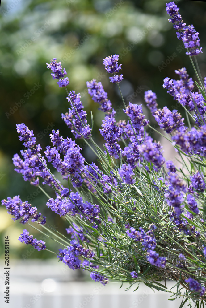 Fototapeta premium ラベンダー