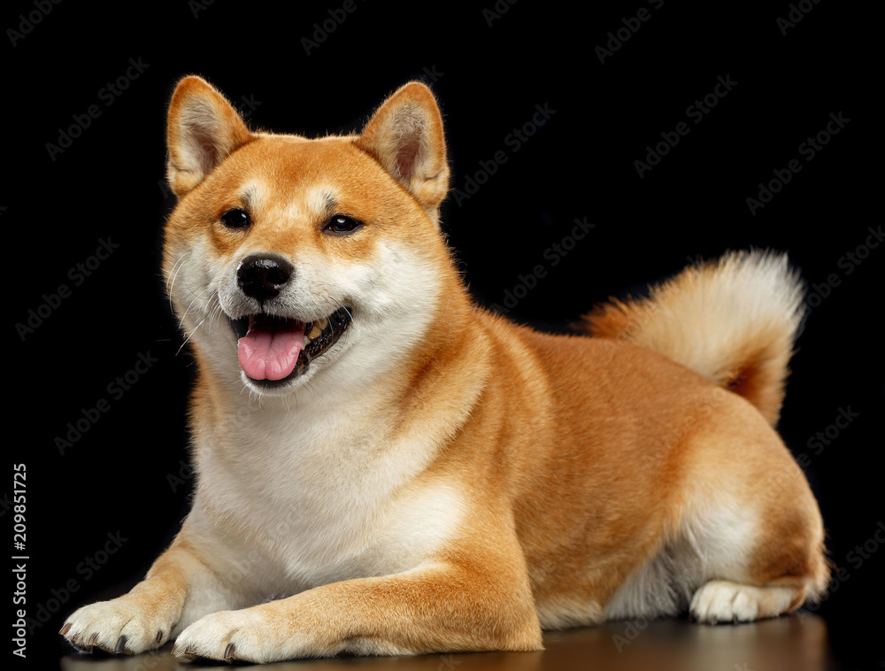 Shiba inu Dog Isolated on Black Background in studio Shiba inu Dog Isolated on Black Background in studio