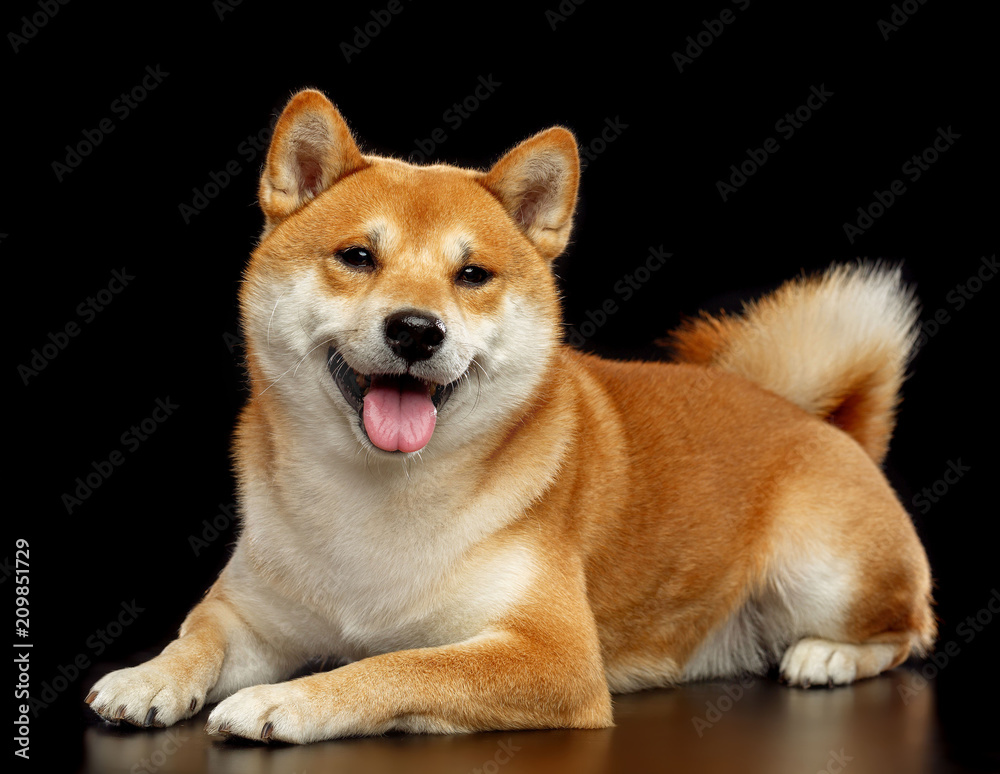 Shiba inu Dog Isolated on Black Background in studio Shiba inu Dog Isolated on Black Background in studio