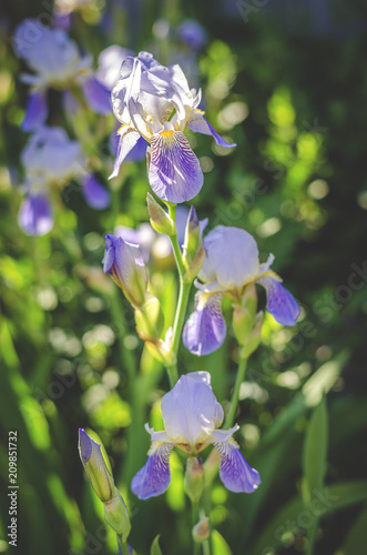 Fototapeta Naklejka Na Ścianę i Meble -  ordinary blue-white irises