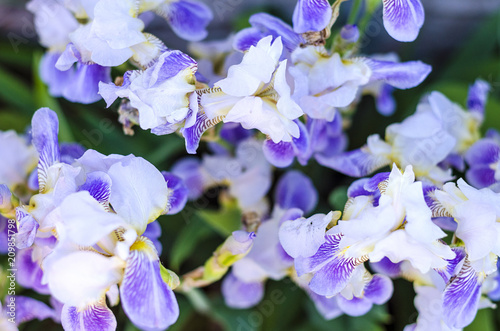 Fototapeta Naklejka Na Ścianę i Meble -  ordinary blue-white irises