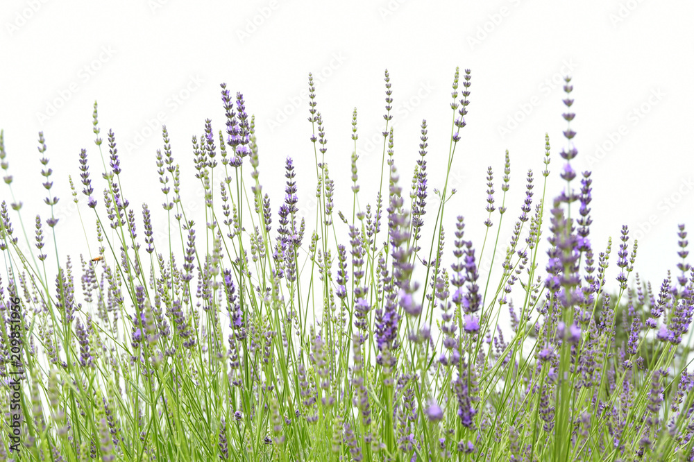 Fototapeta premium ラベンダー
