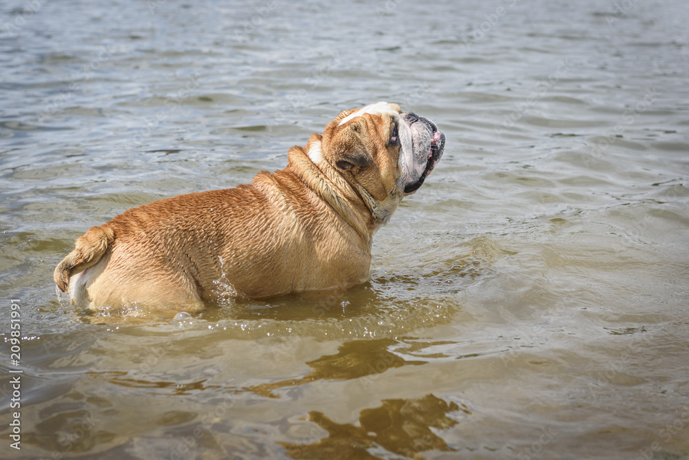 Big male of English bulldog in the water