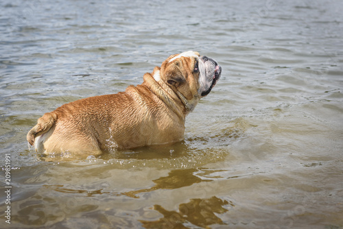 Fototapeta Naklejka Na Ścianę i Meble -  Big male of English bulldog in the water