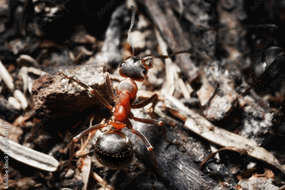 The ant is close-up.