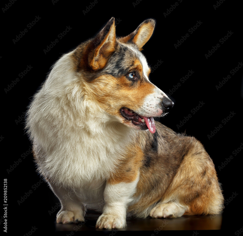 Welsh Corgi Cardigan Dog Isolated on Black Background in studio Welsh Corgi Cardigan Dog Isolated on Black Background in studio