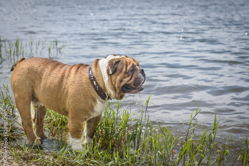 English bulldog standing close the water