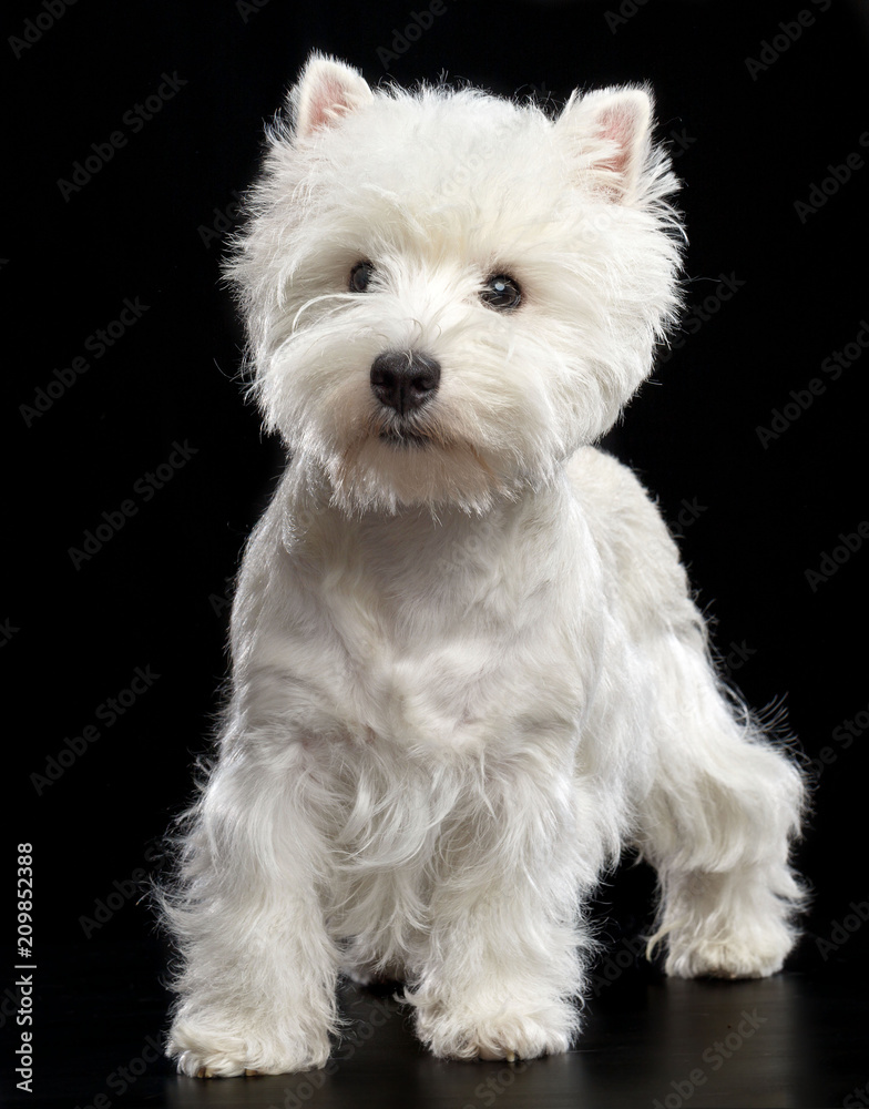 West highland white terrier Dog Isolated on Black Background in studio West highland white terrier Dog Isolated on Black Background in studio