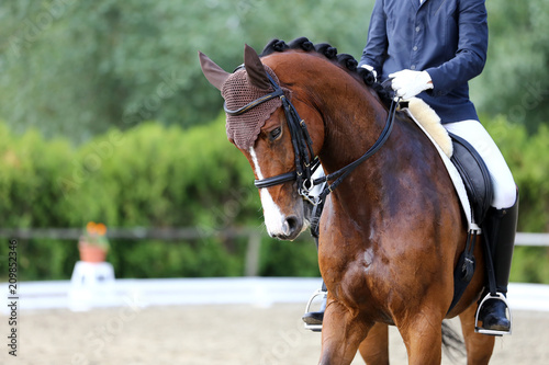 Head shot closeup of a dressage horse during competition event