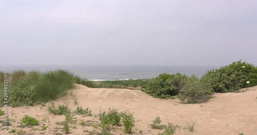 Drift dune with pioneer vegetation in conservation dune area of Westduinpark (West Dune Park) between Scheveningen and Kijkduin. North Sea coast, The Netherlands. Drift dune with pioneer vegetation in conservation dune area of Westduinpark (West Dune Park) between Scheveningen and Kijkduin. North Sea coast, The Netherlands.