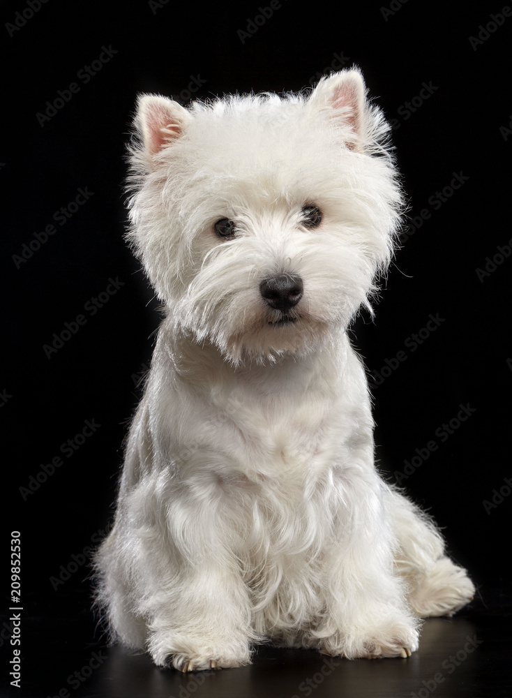 West highland white terrier Dog  Isolated  on Black Background in studio