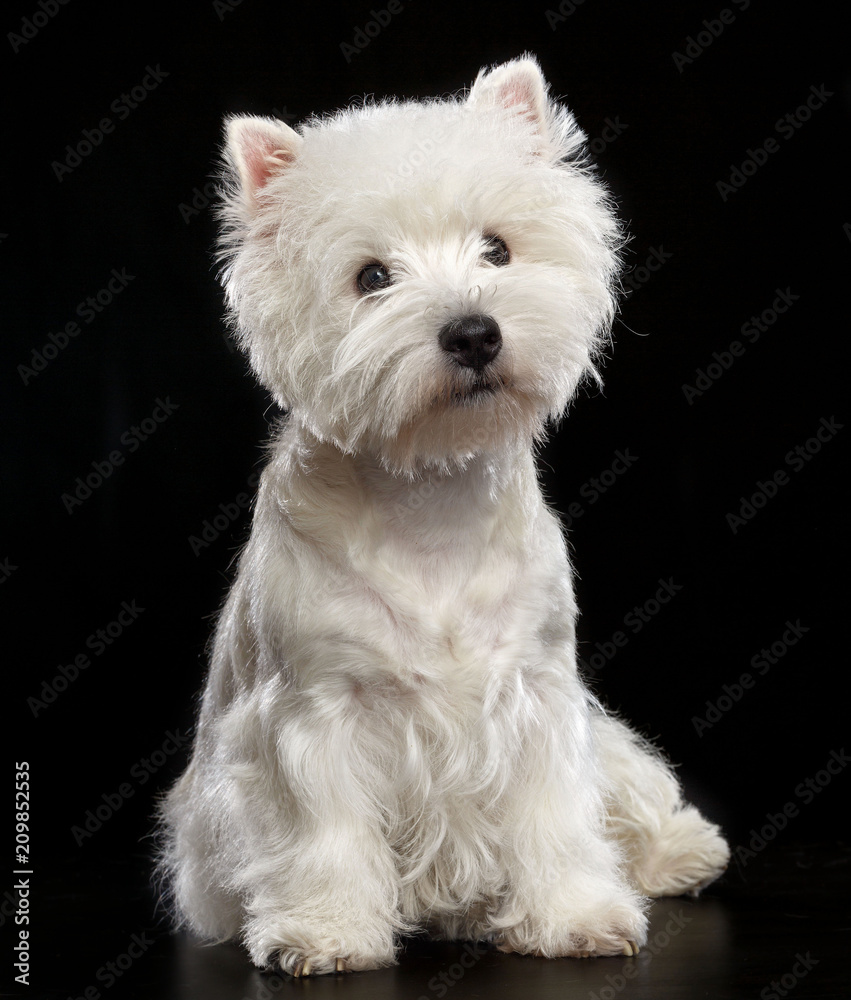 West highland white terrier Dog Isolated on Black Background in studio West highland white terrier Dog Isolated on Black Background in studio