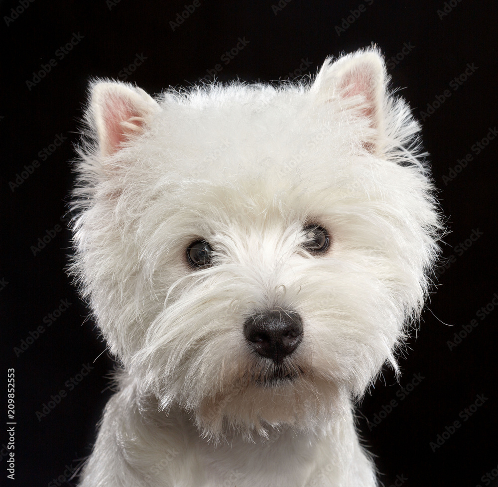 West highland white terrier Dog  Isolated  on Black Background in studio