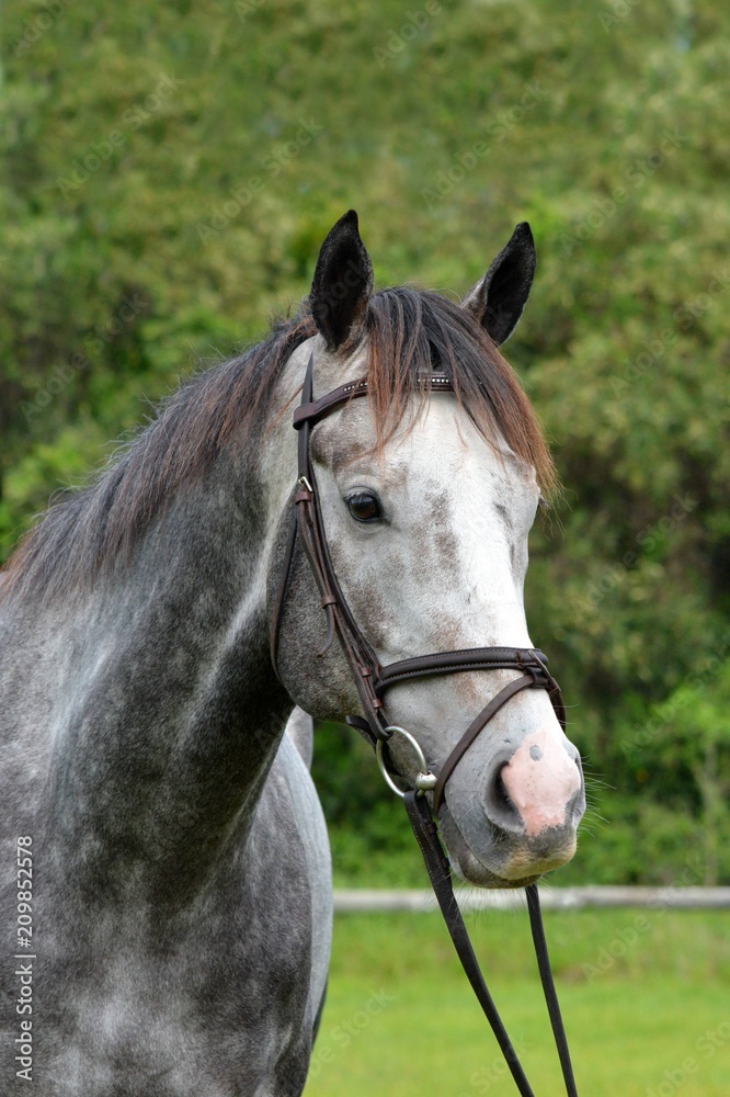 Outdoor head portrait of a beautiful thoroughbred horse with alert facial expression and pricked ears. Outdoor head portrait of a beautiful thoroughbred horse with alert facial expression and pricked ears.