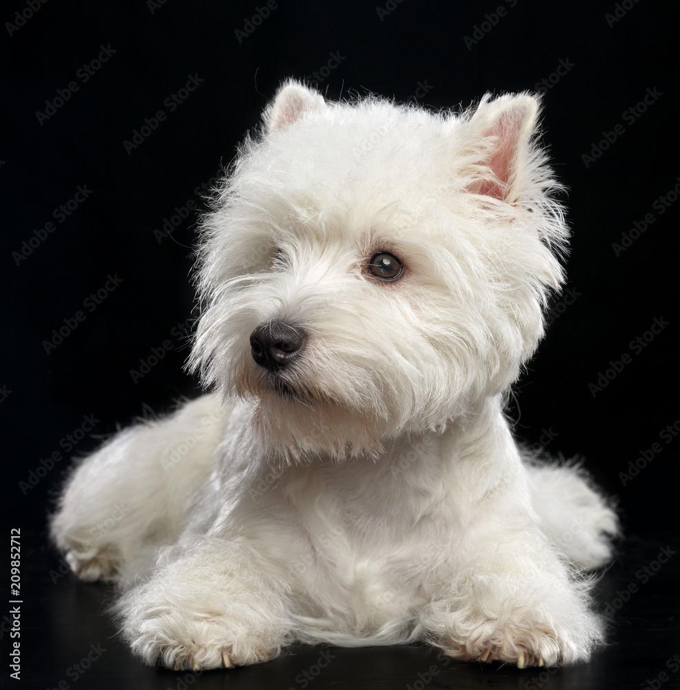 West highland white terrier Dog Isolated on Black Background in studio West highland white terrier Dog Isolated on Black Background in studio