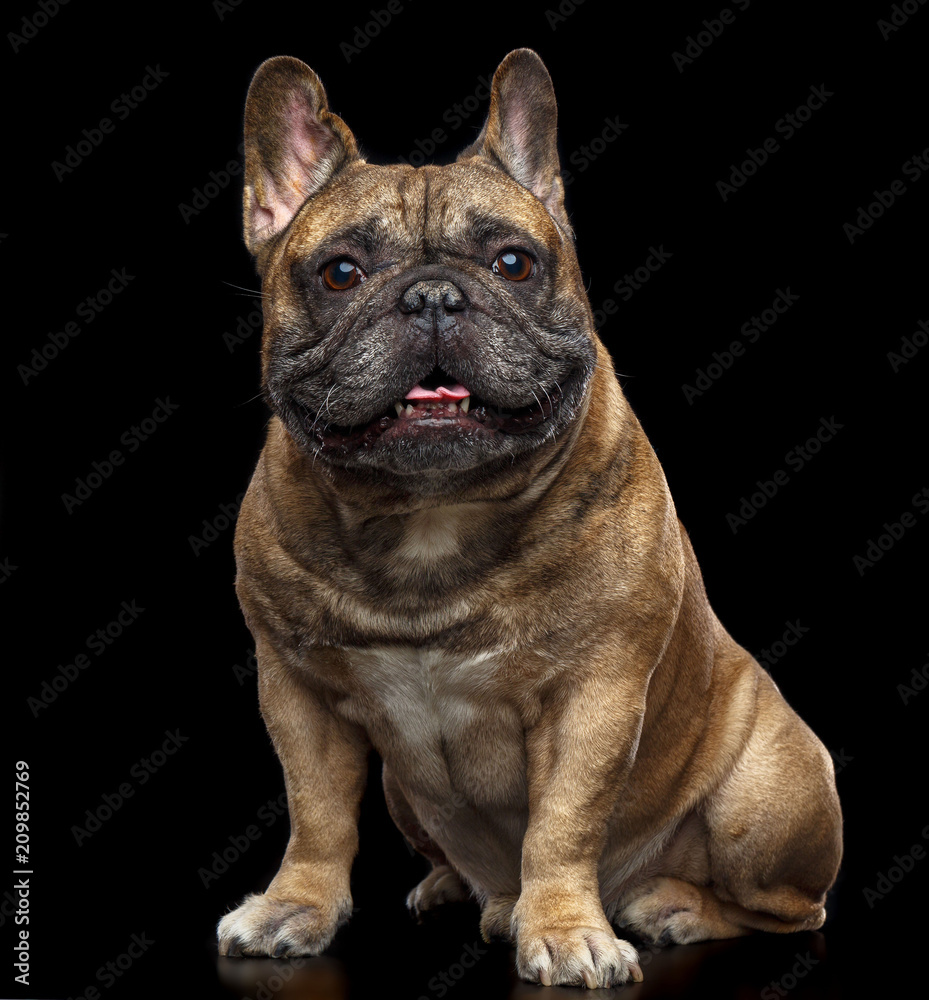French Bulldog Dog Isolated on Black Background in studio French Bulldog Dog Isolated on Black Background in studio
