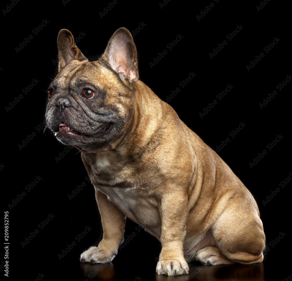 French Bulldog Dog Isolated on Black Background in studio French Bulldog Dog Isolated on Black Background in studio