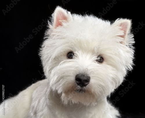 West highland white terrier Dog Isolated on Black Background in studio