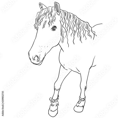 Vector image of an horse on white background. Outline sketch illustration of beautiful horse portrait one line