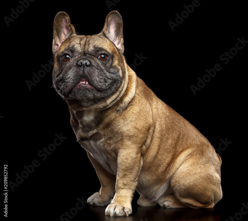 Fototapeta Naklejka Na Ścianę i Meble -  French Bulldog Dog  Isolated  on Black Background in studio