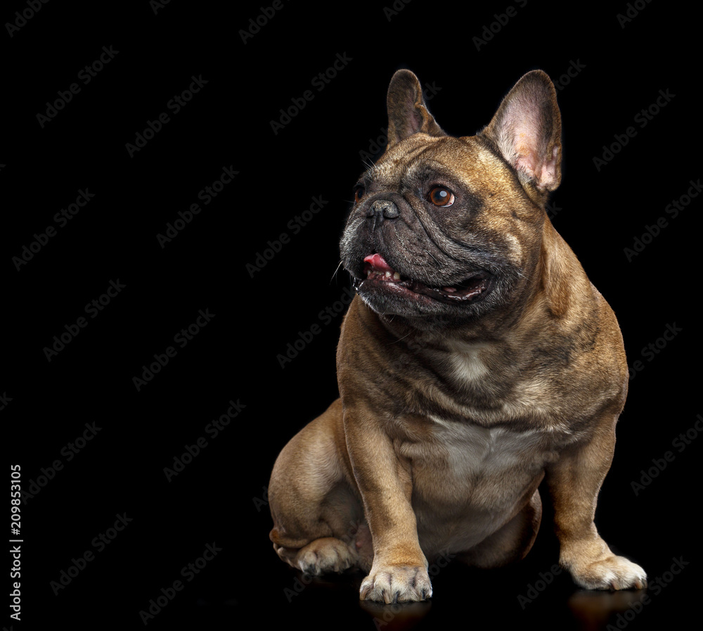 French Bulldog Dog Isolated on Black Background in studio French Bulldog Dog Isolated on Black Background in studio