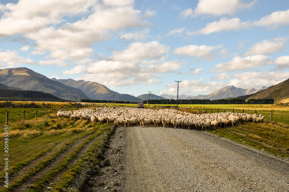 Naklejka premium Owca na wycieczce samochodowej po Nowej Zelandii