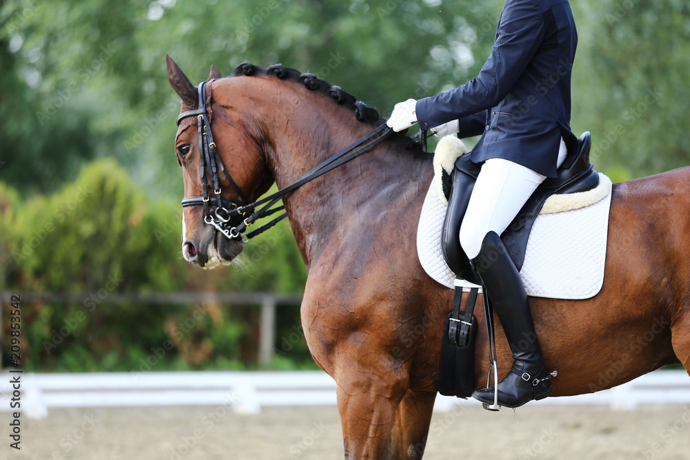 Head shot closeup of a dressage horse during competition event Head shot closeup of a dressage horse during competition event