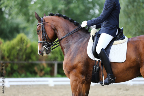 Fototapeta Naklejka Na Ścianę i Meble -  Head shot closeup of a dressage horse during competition event