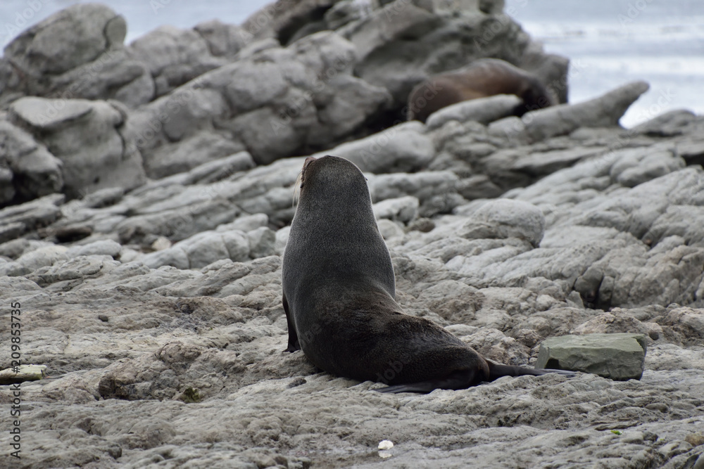 Naklejka premium Foka śpiąca w Nowej Zelandii