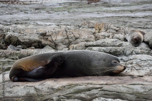 Seal sleeping in New Zealand