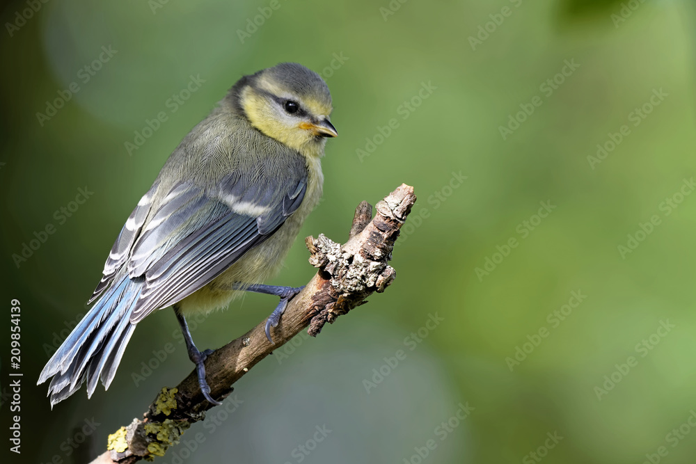 Fototapeta premium Junge Blaumeise