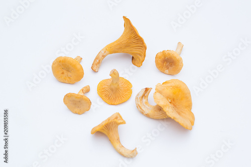 fresh chanterelle edible mushrooms from the forest
