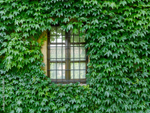 Window of the house in the wall covered with ivy