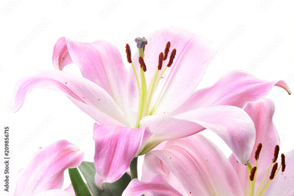 Fototapeta premium Flower lily