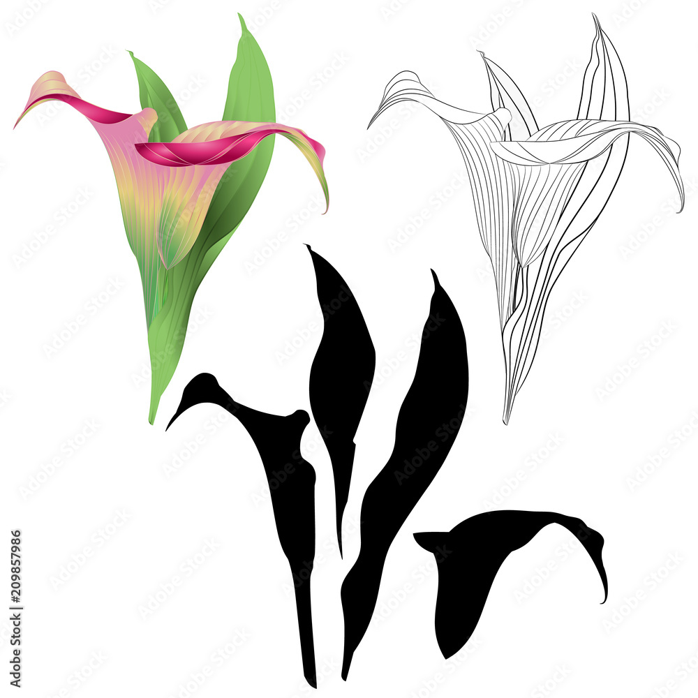 Calla lily pink flowers and leaves herbaceous perennial ornamental plants natural and outline and silhouette on a white background vintage vector illustration editable hand draw Calla lily pink flowers and leaves herbaceous perennial ornamental plants natural and outline and silhouette on a white background vintage vector illustration editable hand draw