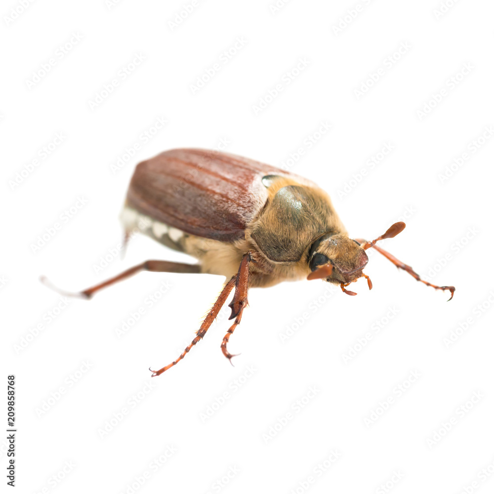 May bug or cockchafer (Melolontha melolontha) isolated on white background - macro shot of big beetle May bug or cockchafer (Melolontha melolontha) isolated on white background - macro shot of big beetle