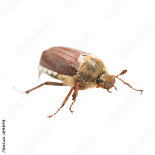 May bug or cockchafer (Melolontha melolontha) isolated on white background - macro shot of big beetle