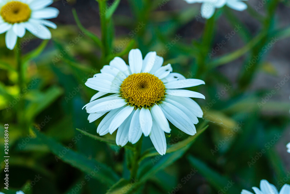 Obraz premium close up of a white daisy blossom