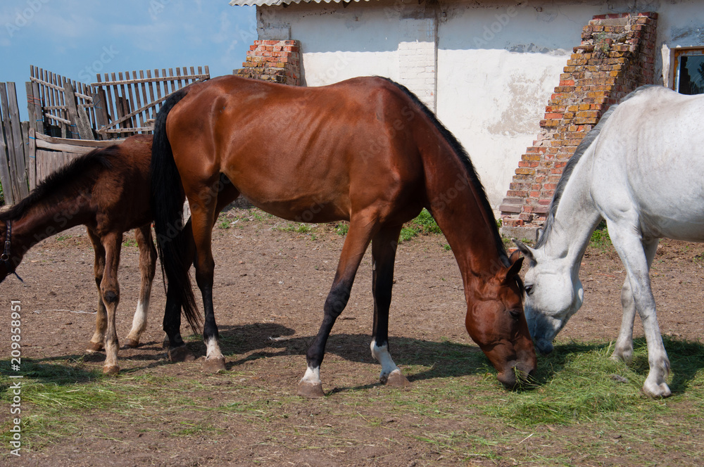 Fototapeta premium a horse is grazing near the stables