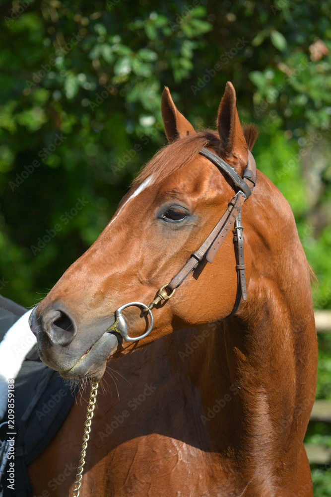 Obraz premium Outdoor head portrait of a beautiful thoroughbred horse with alert facial expression and pricked ears.