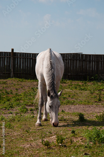 horse grazing near the stables