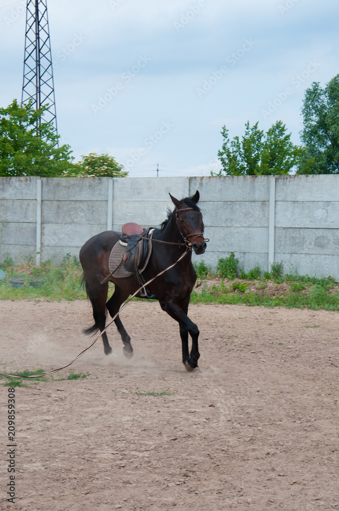 The horse is on the move. The horse runs without a rider The horse is on the move. The horse runs without a rider
