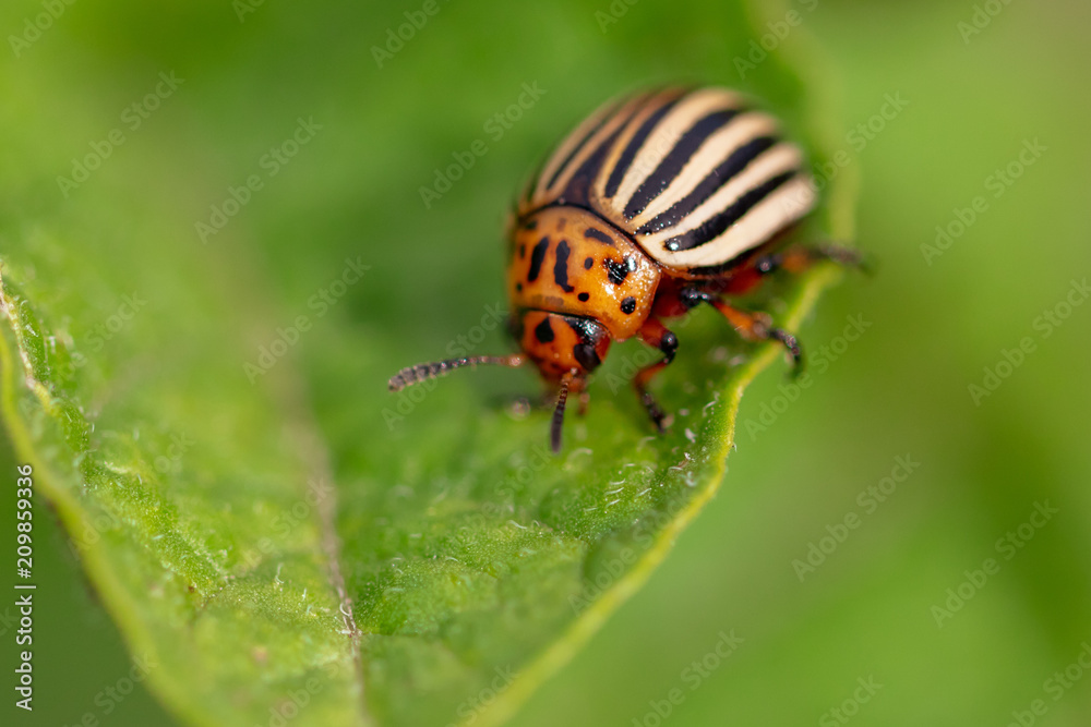 Colorado potato beetle on the leaves of potatoes Colorado potato beetle on the leaves of potatoes